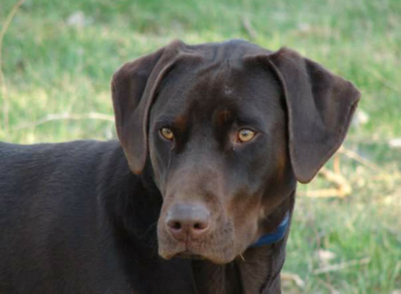 Archibald Dutch